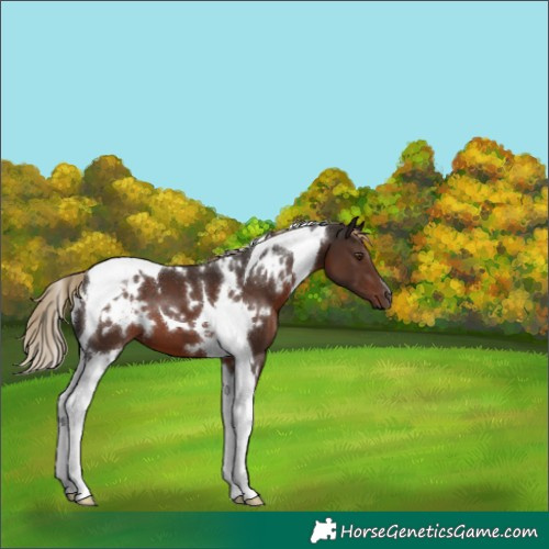 Horse Color:White Spotted Liver Chestnut Tobiano 
