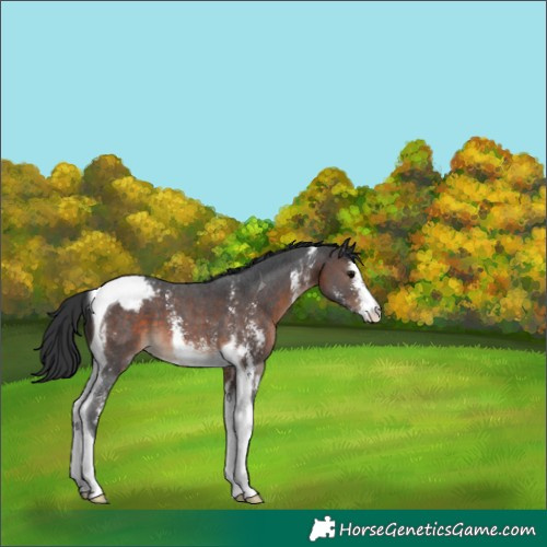 Horse Color:Brown Sabino Tobiano Appaloosa 