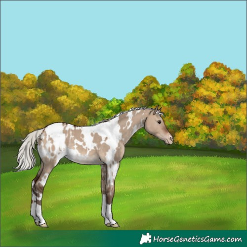Horse Color:White Spotted Silver Brown Dun Appaloosa 