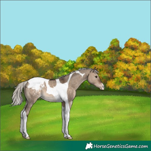 Horse Color:Silver Brown Dun Tobiano Appaloosa 