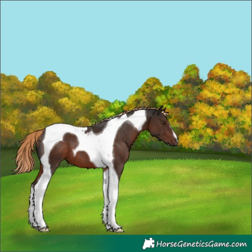 Horse Color:Liver Chestnut Tobiano 
