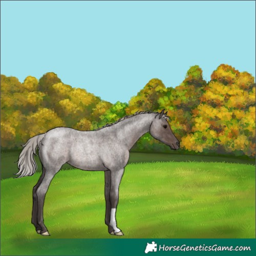 Horse Color:Silver Blue Roan Rabicano 