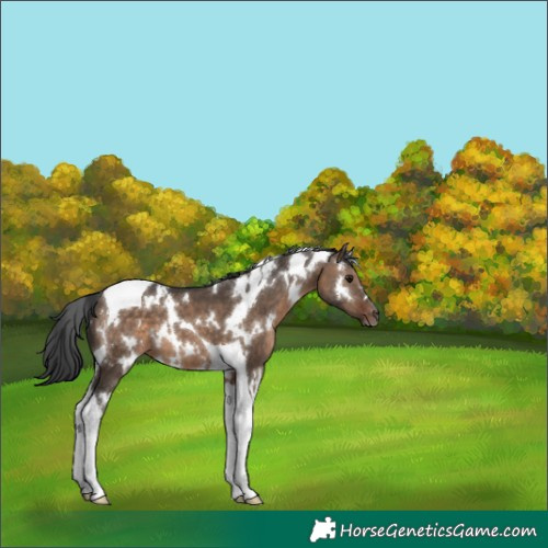 Horse Color:White Spotted Brown Dun Tobiano 