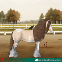 Horse Color:White Spotted Bay Dun Appaloosa 