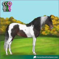 Horse Color:Brown Tobiano 