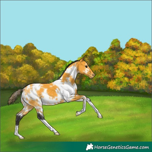 Horse Color:White Spotted Buckskin Appaloosa