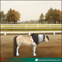 Horse Color:White Spotted Buckskin Dun Tobiano 