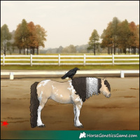 Horse Color:White Spotted Buckskin Dun Tobiano 