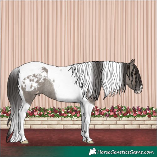 Horse Color:Grullo Tobiano Appaloosa Rabicano 