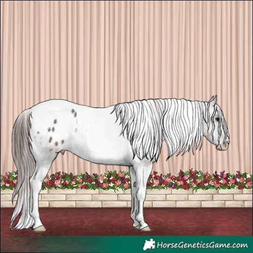 Horse Color:Grullo Tobiano Blanket Rabicano