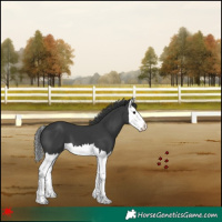 Horse Color:Black Splash