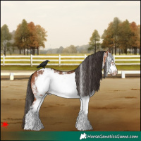 Horse Color:White Spotted Bay Frame Blanket 