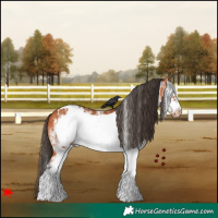 Horse Color:White Spotted Bay Frame Appaloosa 