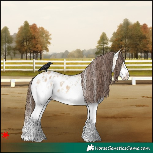 Horse Color:White Spotted Bay Dun Splash Appaloosa 