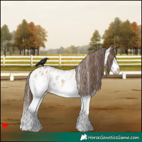 Horse Color:White Spotted Bay Dun Splash Appaloosa 