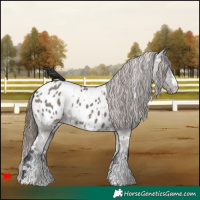 Horse Color:White Spotted Grullo Appaloosa