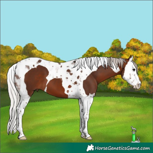 Horse Color:Silver Brown Splash Tobiano 