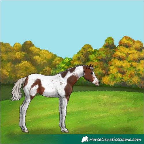 Horse Color:Silver Brown Tobiano Frame 