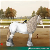 Horse Color:Buckskin Roan Dun Appaloosa