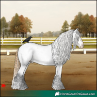Horse Color:Buckskin Roan Dun Appaloosa 