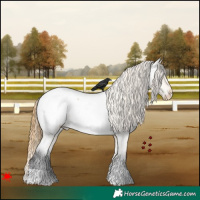Horse Color:Buckskin Roan Dun Appaloosa 