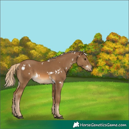 Horse Color:White Spotted Chocolate Palomino 