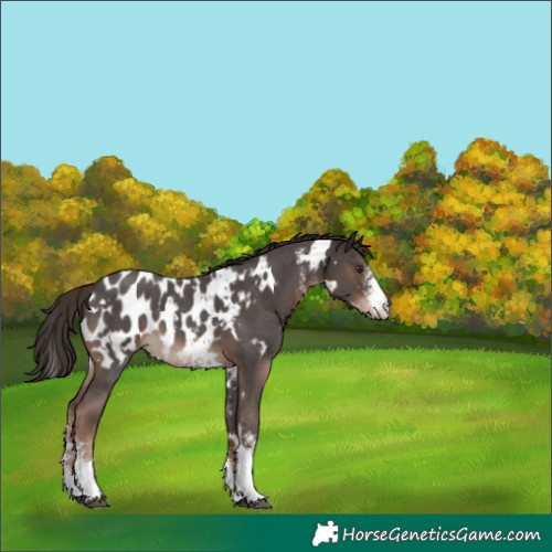 Horse Color:White Spotted Liver Chestnut Sabino Appaloosa 