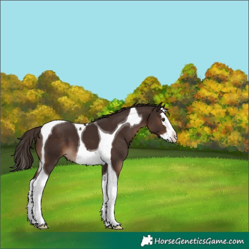 Horse Color:Liver Chestnut Splash Tobiano 