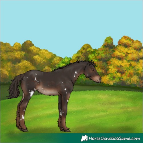Horse Color:White Spotted Liver Chestnut 