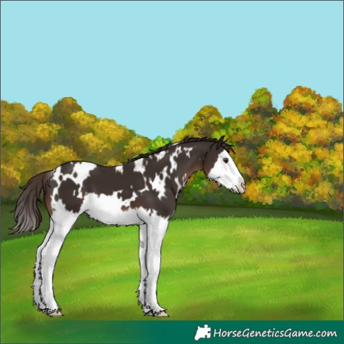Horse Color:White Spotted Liver Chestnut Splash 