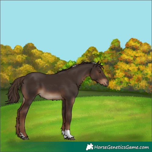Horse Color:Liver Chestnut Tobiano 