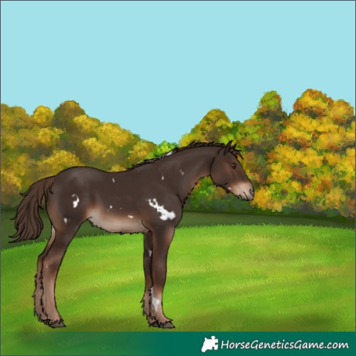 Horse Color:White Spotted Liver Chestnut 