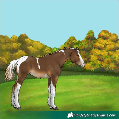 Horse Color:Chocolate Palomino Splash Tobiano 