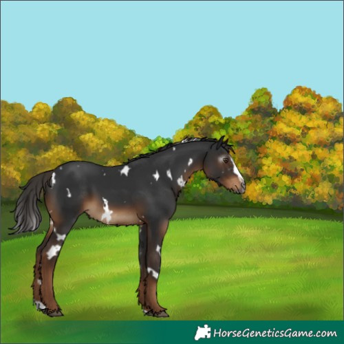 Horse Color:Gray White Spotted Liver Chestnut Splash 