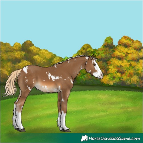 Horse Color:White Spotted Chocolate Palomino Splash 