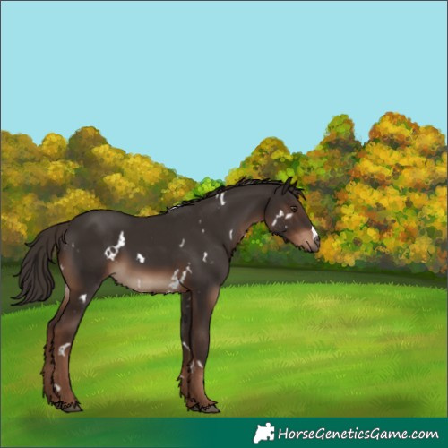 Horse Color:White Spotted Liver Chestnut Rabicano 