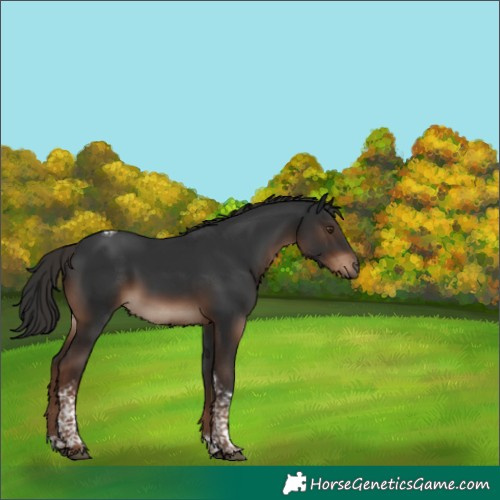 Horse Color:Liver Chestnut Tobiano 