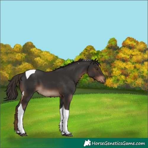 Horse Color:Liver Chestnut Tobiano 