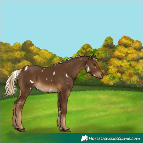 Horse Color:White Spotted Chocolate Palomino 