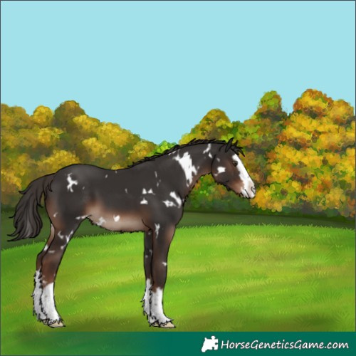 Horse Color:White Spotted Liver Chestnut Splash 