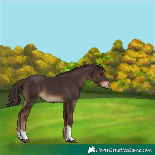 Horse Color:Liver Chestnut Tobiano Rabicano 