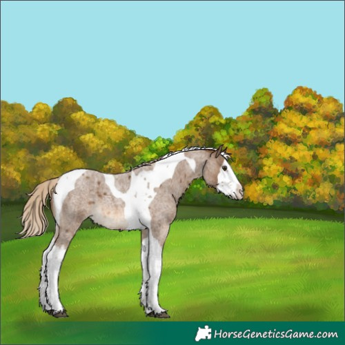 Horse Color:Chocolate Palomino Roan Splash Tobiano 