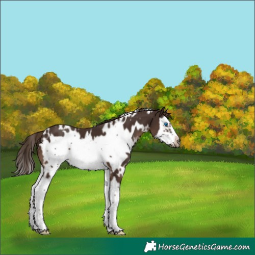 Horse Color:White Spotted Liver Chestnut Splash Frame 