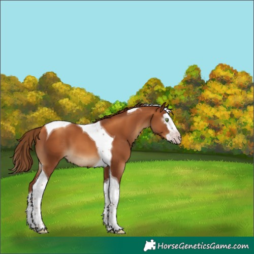 Horse Color:Gray Gold Champagne Splash Tobiano 