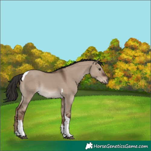 Horse Color:Liver Red Dun Tobiano Rabicano 