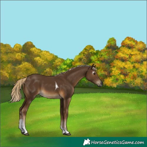 Horse Color:Gray Chocolate Palomino Tobiano 