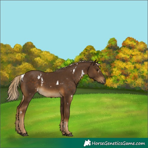 Horse Color:White Spotted Chocolate Palomino 