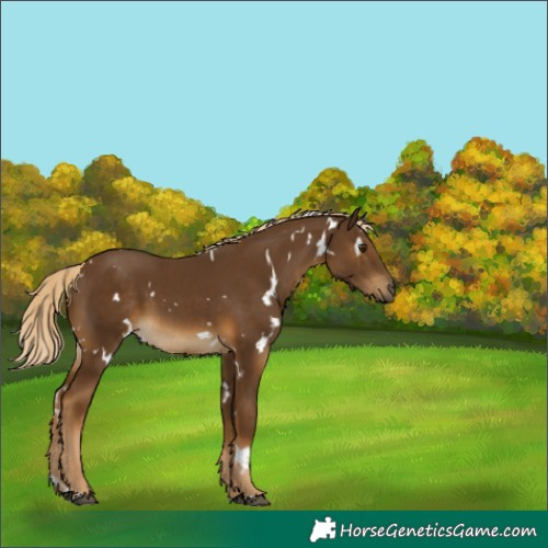 Horse Color:White Spotted Chocolate Palomino 