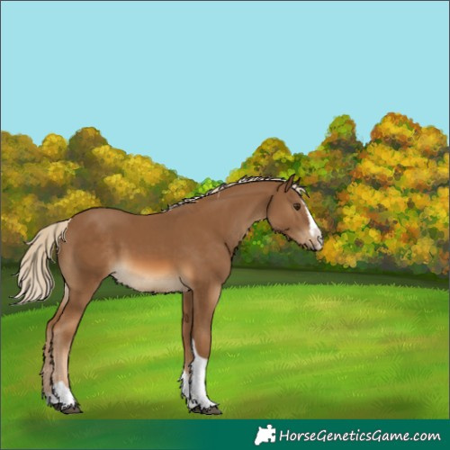 Horse Color:Chocolate Palomino Splash Tobiano 