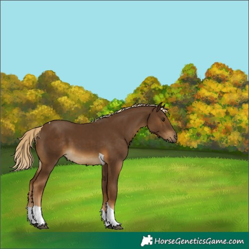 Horse Color:Chocolate Palomino Tobiano 